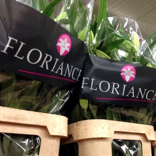 Floriance lelies in de emmers