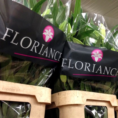 Floriance lelies in de emmers